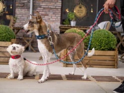 Dog Copenhagen Urban Rope V2 Hundeleine Black -Hundebedarf 681247 Product