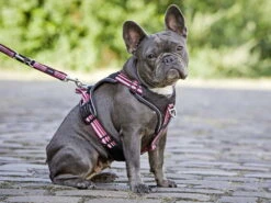 Wolters Active Pro Hundegeschirr Rot/schwarz -Hundebedarf 691933 Product