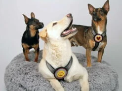 Style Snout Brustgeschirr Patch & Style Silver -Hundebedarf 846640 Product