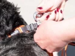 Dog Copenhagen Urban Freestyle V2 Hundeleine Black 9 Dog Copenhagen Urban Freestyle V2 Hundeleine Black -Hundebedarf 872070 Product