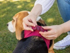 Curli Brustgeschirr Clasp Air-Mesh Black -Hundebedarf 876704 Product