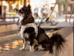 Curli Brustgeschirr Clasp Air-Mesh Light Tan -Hundebedarf 877206 Product