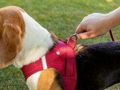 Curli Brustgeschirr Clasp Air-Mesh Light Tan -Hundebedarf 877208 Product