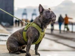 Dog Copenhagen Comfort Walk Go Hundegeschirr Ocean Blue -Hundebedarf 895375 Product