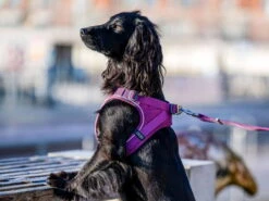 Dog Copenhagen Comfort Walk Go Hundegeschirr Purple Passion -Hundebedarf 895423 Product