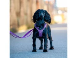 Dog Copenhagen Comfort Walk Go Hundegeschirr Purple Passion -Hundebedarf 895424 Product