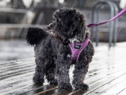 Dog Copenhagen Comfort Walk Go Hundegeschirr Purple Passion -Hundebedarf 895425 Product