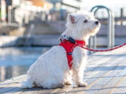 Dog Copenhagen Comfort Walk Go Hundegeschirr Classic Red -Hundebedarf 896967 Product