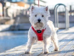 Dog Copenhagen Comfort Walk Go Hundegeschirr Classic Red -Hundebedarf 896968 Product