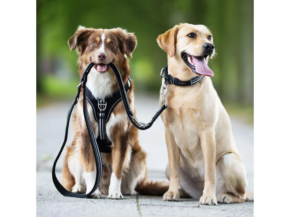 Wolters Active Pro Führleine Schwarz/schwarz 2 Wolters Active Pro Führleine Schwarz/schwarz – Bild 2