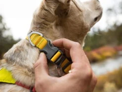 Ruffwear Hi & Light™ Leichtes Hundehalsband Lichen Green -Hundebedarf 915928 Product