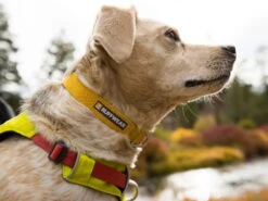 Ruffwear Hi & Light™ Leichtes Hundehalsband Lichen Green -Hundebedarf 915930 Product