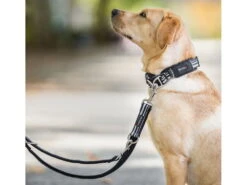 Wolters Active Pro Führleine Schwarz/schwarz 5 Wolters Active Pro Führleine Schwarz/schwarz -Hundebedarf 916734 Product