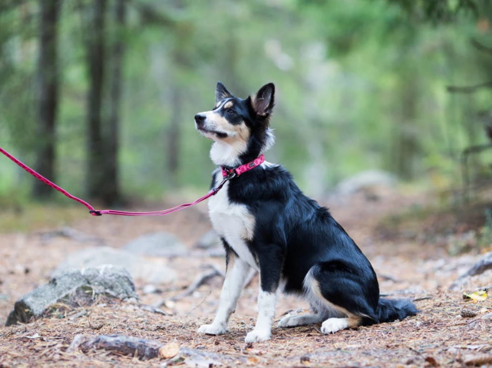 Rukka Pets Hundeleine Twist Eco Red 2 Rukka Pets Hundeleine Twist Eco Red – Bild 2