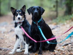 Rukka Pets Hundeleine Twist Eco Red 6 Rukka Pets Hundeleine Twist Eco Red -Hundebedarf 929946 Product