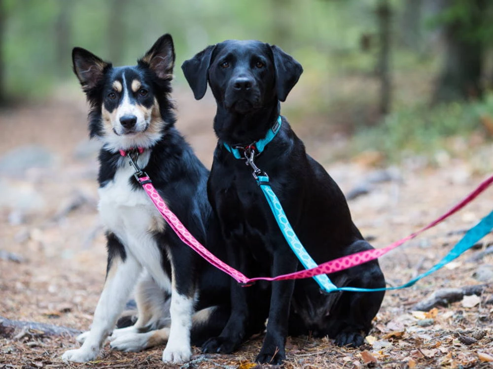 Rukka Pets Hundeleine Twist Eco Red 3 Rukka Pets Hundeleine Twist Eco Red – Bild 3