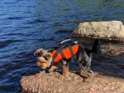 Rukka Pets Schwimmweste Für Hunde Safty Orange -Hundebedarf 930655 Product