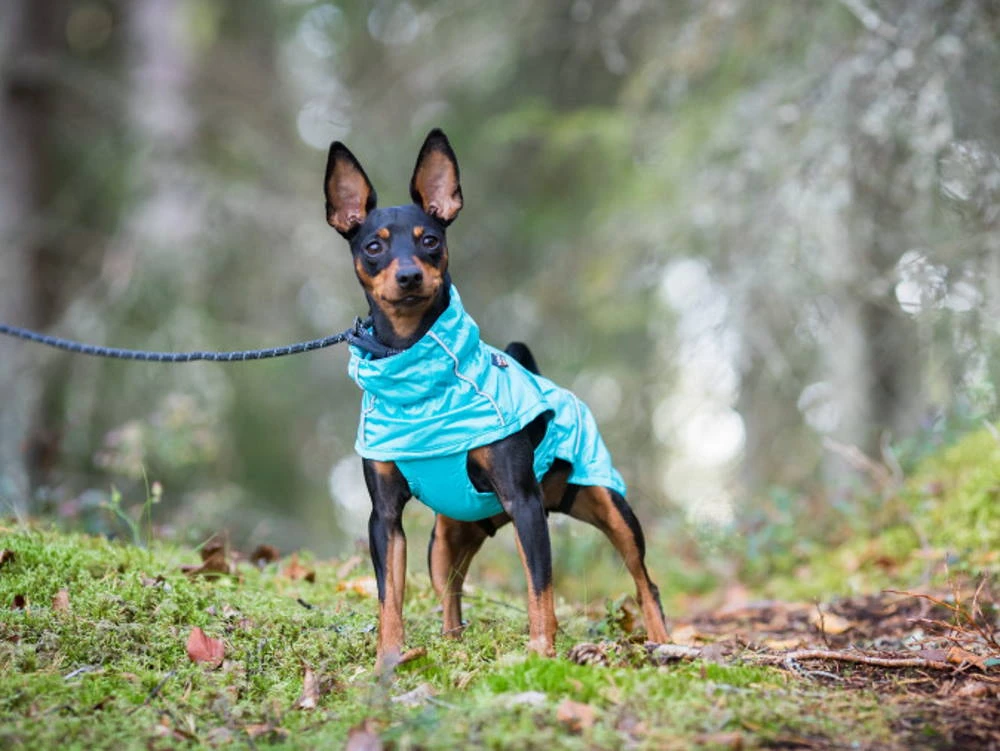 Rukka Pets Regenjacke Für Hunde Hase Aqua 3 Rukka Pets Regenjacke Für Hunde Hase Aqua – Bild 3