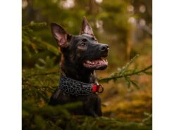 Rukka Pets Neopren Halsband Cube Soft Gepolstert 6 Rukka Pets Neopren Halsband Cube Soft Gepolstert -Hundebedarf 931655 Product