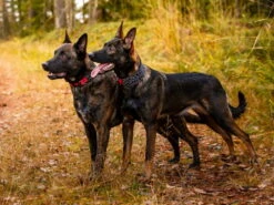 Rukka Pets Neopren Halsband Cube Soft Gepolstert 7 Rukka Pets Neopren Halsband Cube Soft Gepolstert -Hundebedarf 931656 Product