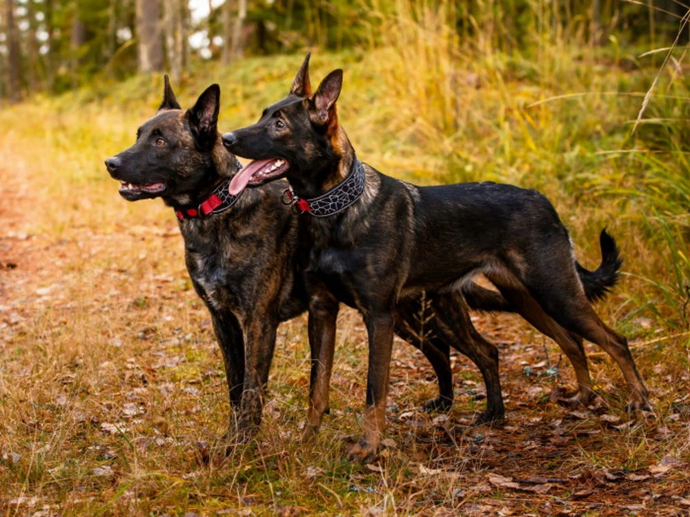 Rukka Pets Neopren Halsband Cube Soft Gepolstert 4 Rukka Pets Neopren Halsband Cube Soft Gepolstert – Bild 4