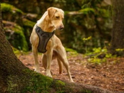 Rukka Pets Hundegeschirr Star Black -Hundebedarf 933994 Product