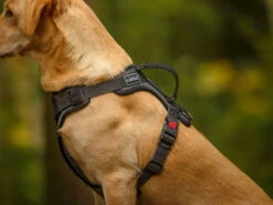 Rukka Pets Hundegeschirr Star Black -Hundebedarf 933995 Product