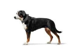 Hunter Divo Hundehalsband Grau -Hundebedarf 940383 Product