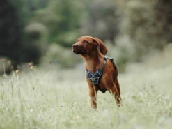 Hunter Hundegeschirr Divo Blau/grau -Hundebedarf 943414 Product