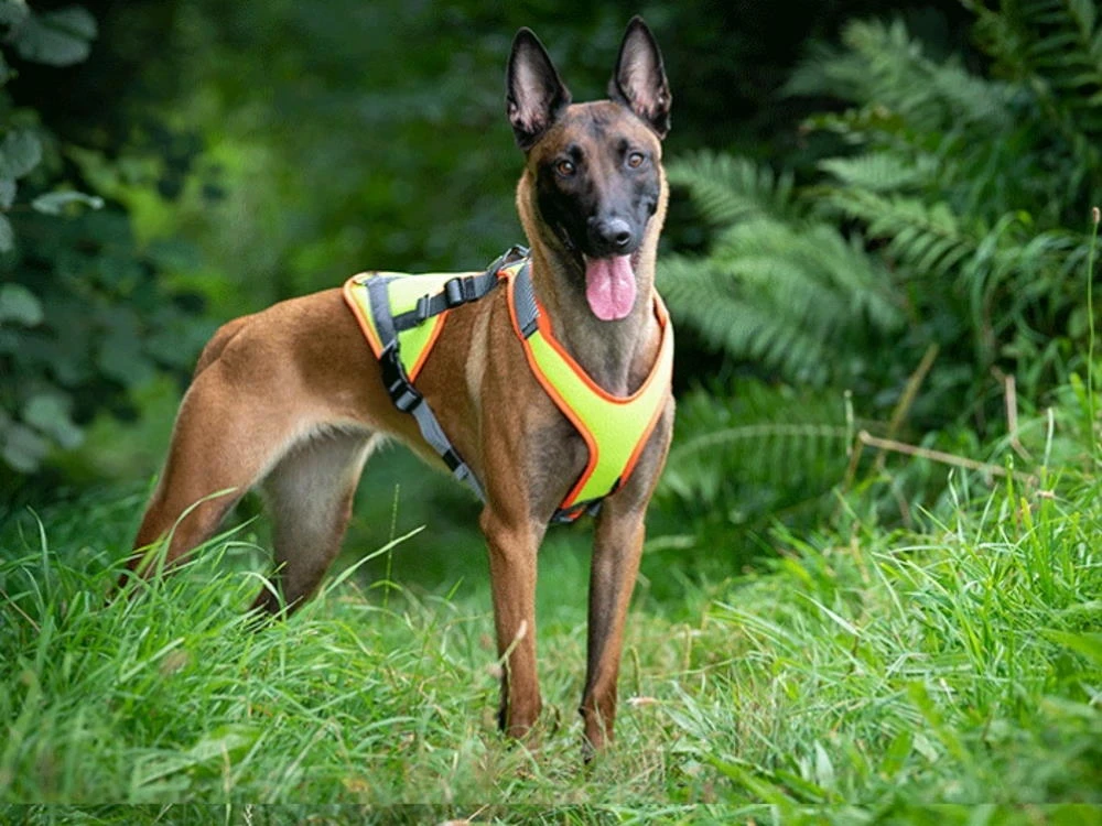 Grossenbacher Mantrailing Hundegeschirr Vary V-Trailer 5 Grossenbacher Mantrailing Hundegeschirr Vary V-Trailer – Bild 5