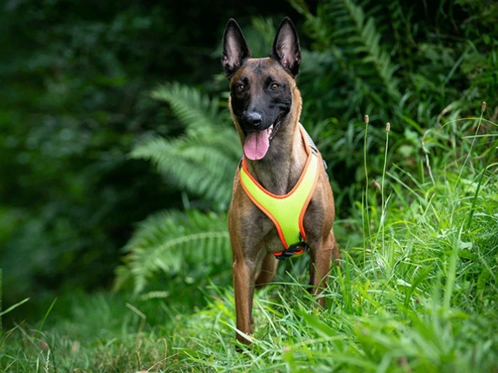 Grossenbacher Mantrailing Hundegeschirr Vary V-Trailer 6 Grossenbacher Mantrailing Hundegeschirr Vary V-Trailer – Bild 6