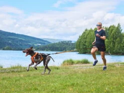 Non-Stop Dogwear Zughundegeschirr Freemotion Harness 5.0 Orange -Hundebedarf 978359 Product