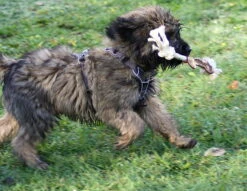 Hunter Hundegeschirr Divo Blau/grau -Hundebedarf 980670 Product