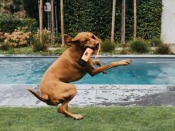 Hunter Trainer Snack Dummy Mit Seil -Hundebedarf 995695 Product