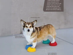 FitPAWS® Paw Pods Set -Hundebedarf 999237 Product